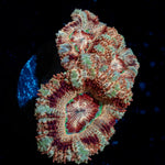 Tuscan Sun Asian Acan Micromussa Coral with fleshy polyps in reef aquarium