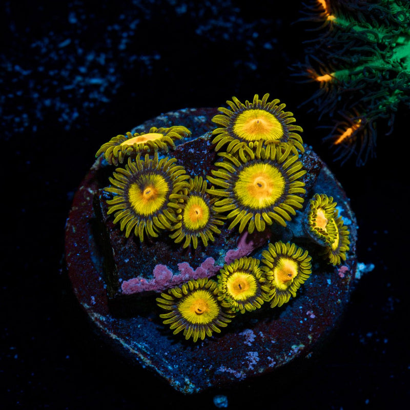 Tutti Friuty Zoanthids Coral