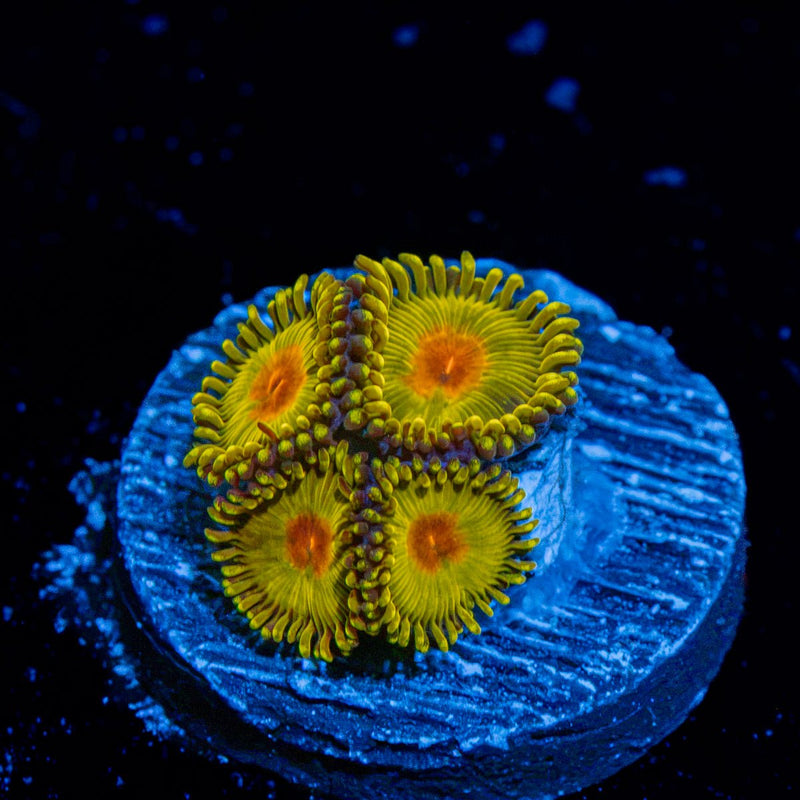 Tutti Fruit Zoanthid Corals colony growth in reef aquarium