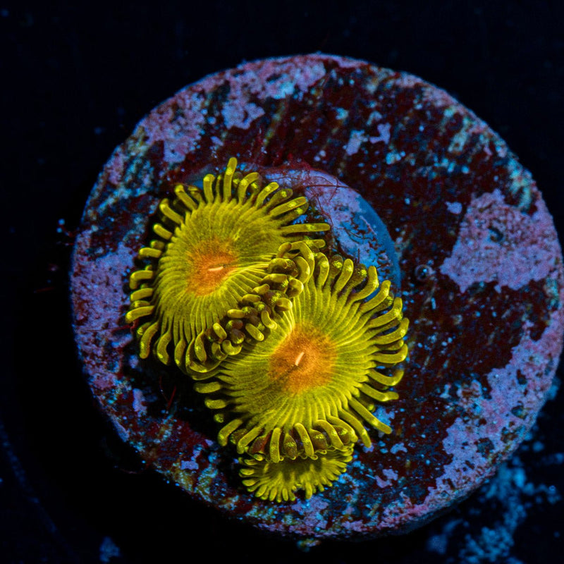 Tutti Fruity Zoanthid Coral colony growth in reef aquarium