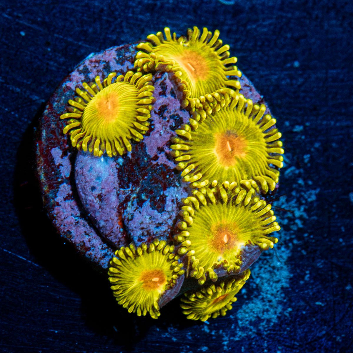 Tutti Fruity Zoanthid Coral colony growth in reef aquarium