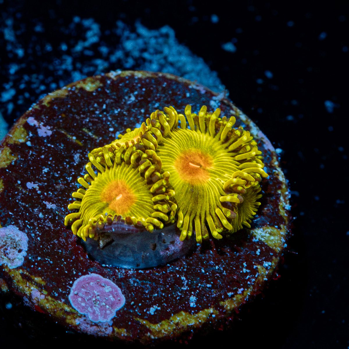 Tutti Fruity Zoanthid Coral colony growth in reef aquarium