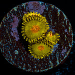 Tutti Fruity Zoanthid Coral with colony growth in reef aquarium