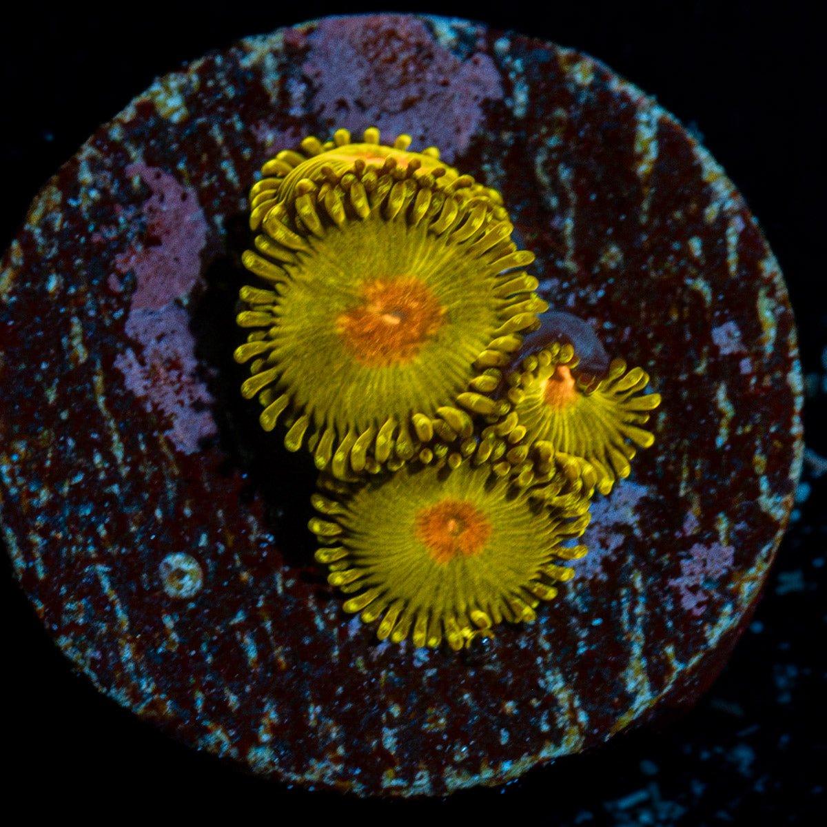 Tutti Fruity Zoanthid Coral with colony growth in reef aquarium