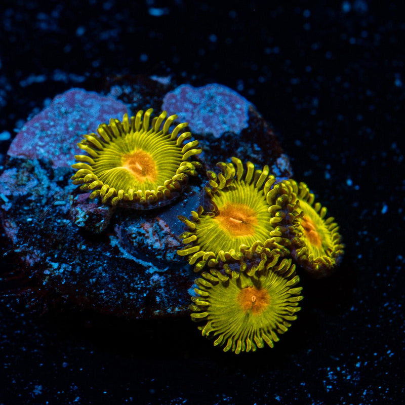 Tutti Fruity Zoanthid Coral with colony growth in reef aquarium