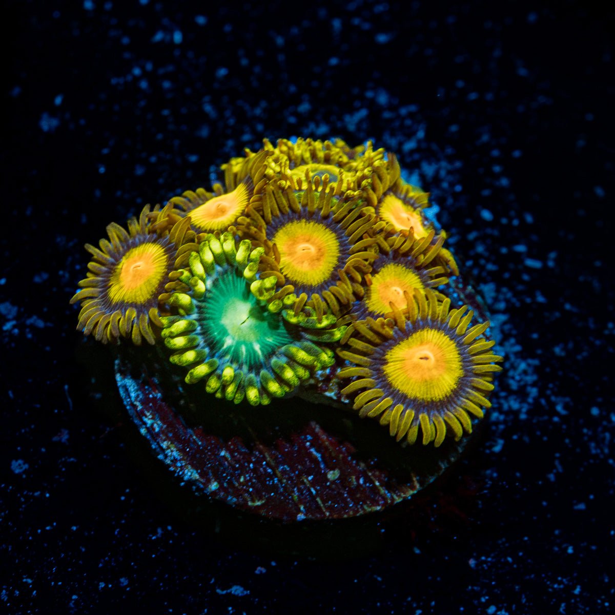 Tutti Fruity Zoanthid Coral colony growth in reef aquarium