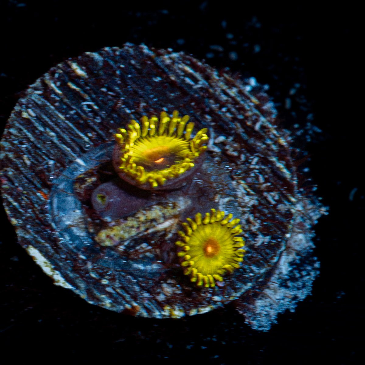 Tutti Fruity Zoanthid Coral with colony growth in reef aquarium