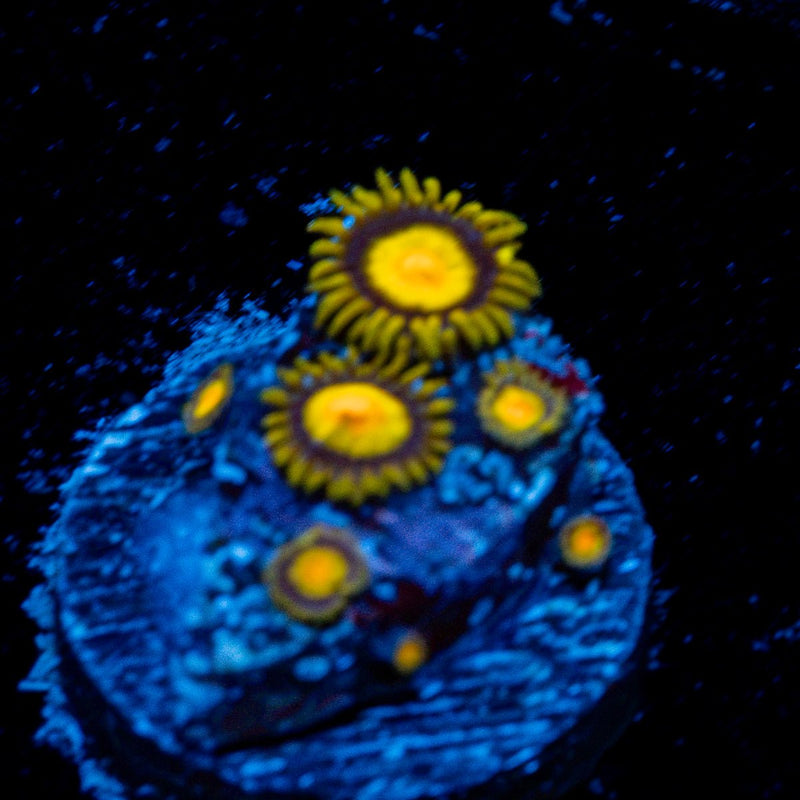 Tutti Fruti Zoanthid Coral colony growth in reef aquarium