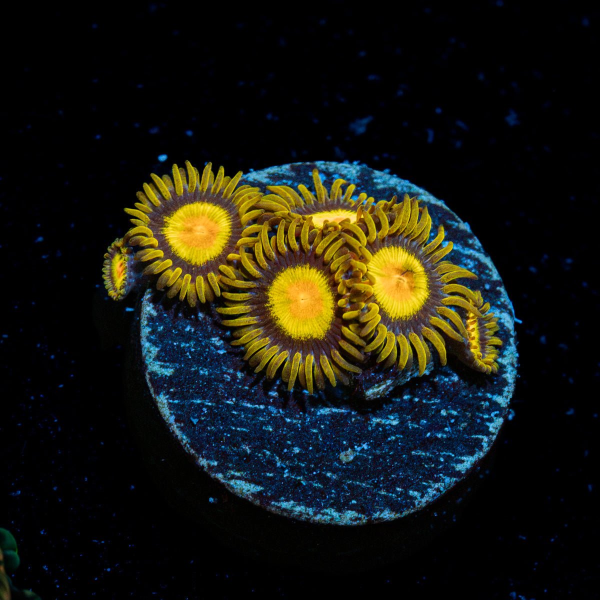 Tutti Frutti Zoanthid Coral colony growth in reef aquarium