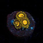Tutti Frutti Zoanthid Coral with colony growth in reef aquarium