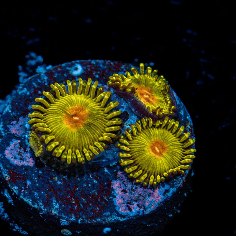 Tutti Frutti Zoanthid Coral colony growth in reef aquarium