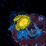 Tutti Frutti Zoanthid Coral colony growth in reef aquarium