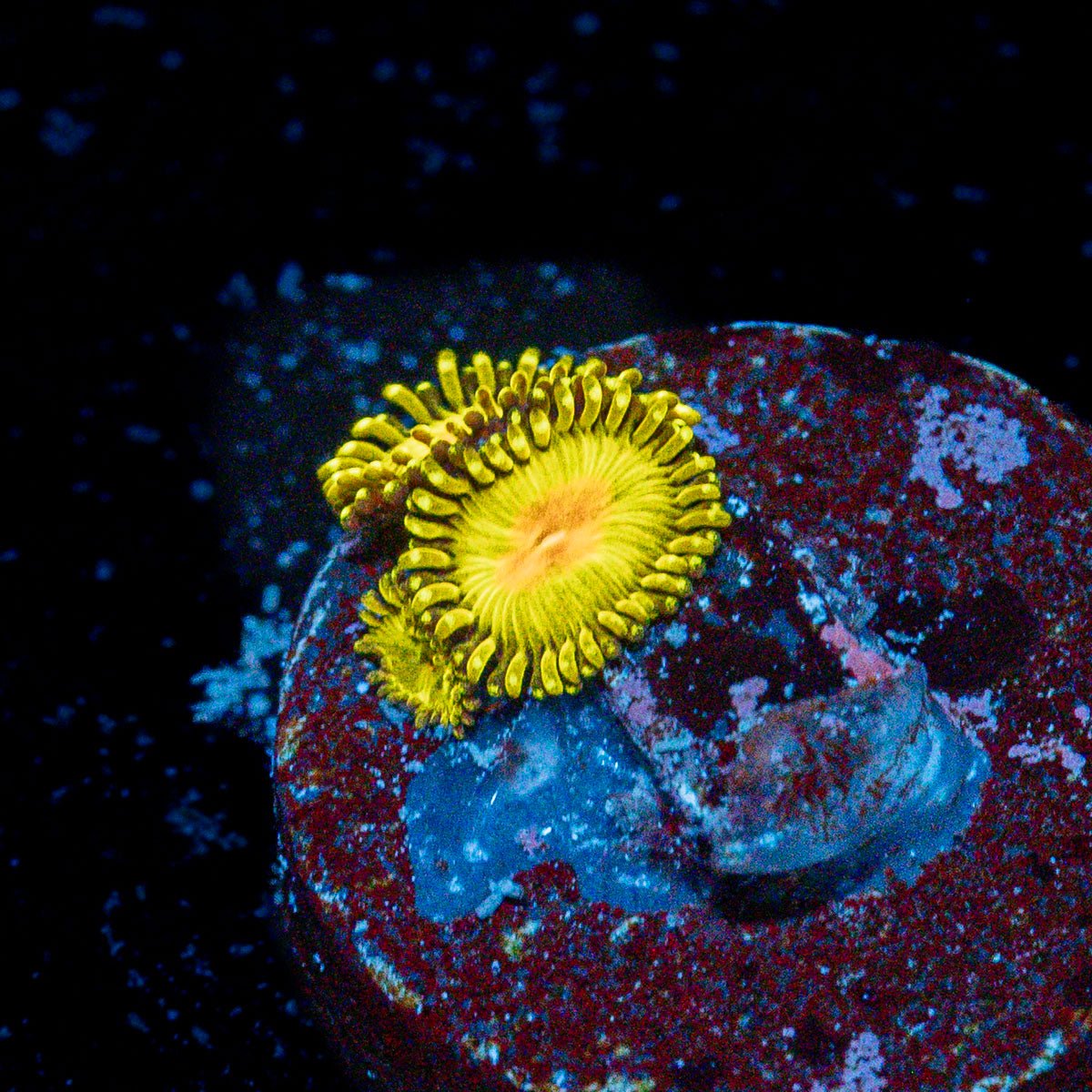 Tutti Frutti Zoanthid Coral colony growth in reef aquarium