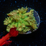 Tweety Bird Goniopora Coral with flower-like polyps in reef aquarium