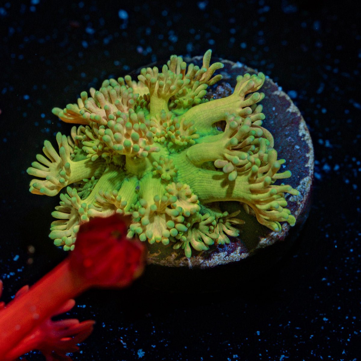 Tweety Bird Goniopora Coral with flower-like polyps in reef aquarium