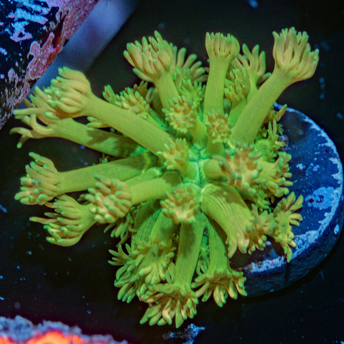 Tweety Bird Goniopora Coral with flower-like polyps in reef aquarium