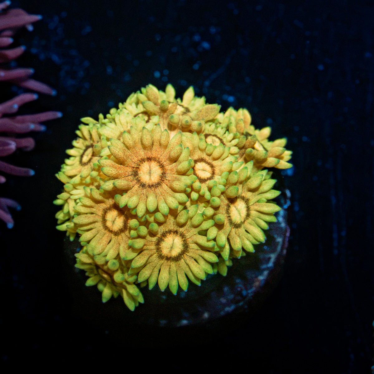 Tweety Bird Goniopora with flower-like polyps in reef aquarium