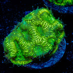 U235 Favia Coral with encrusting growth in reef aquarium