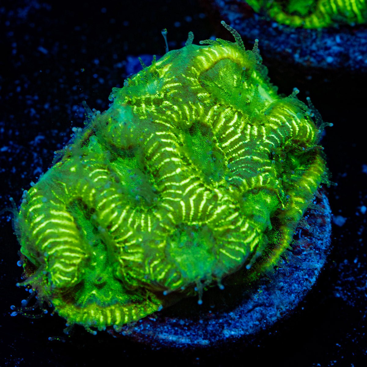 U235 Favia Coral with encrusting growth in reef aquarium