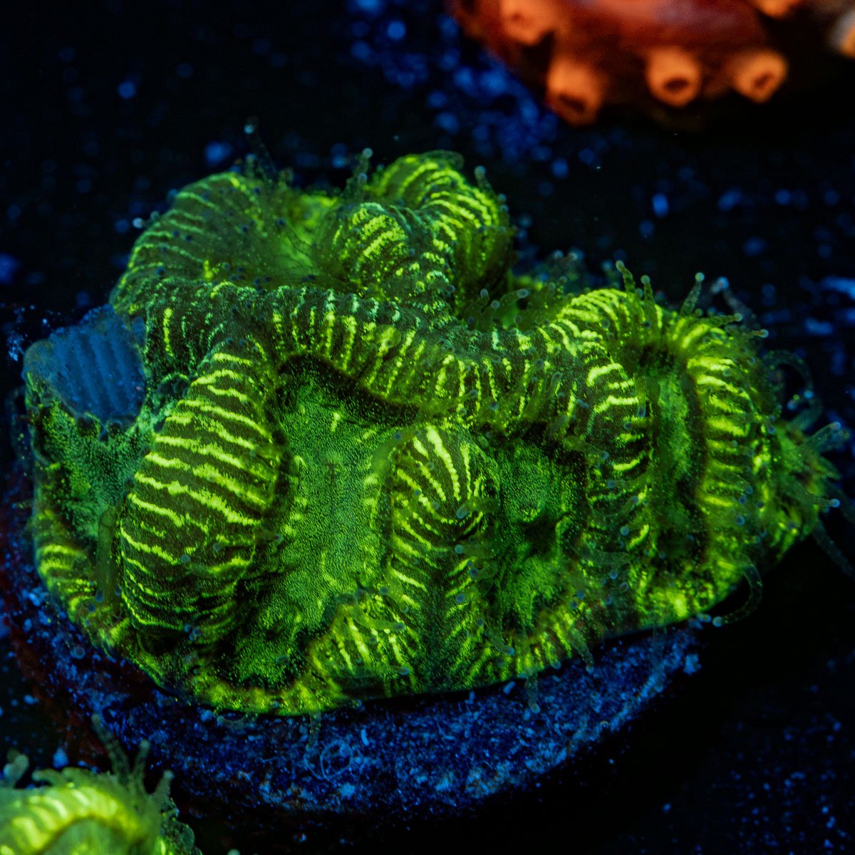 U235 Favia Coral with encrusting growth in reef aquarium