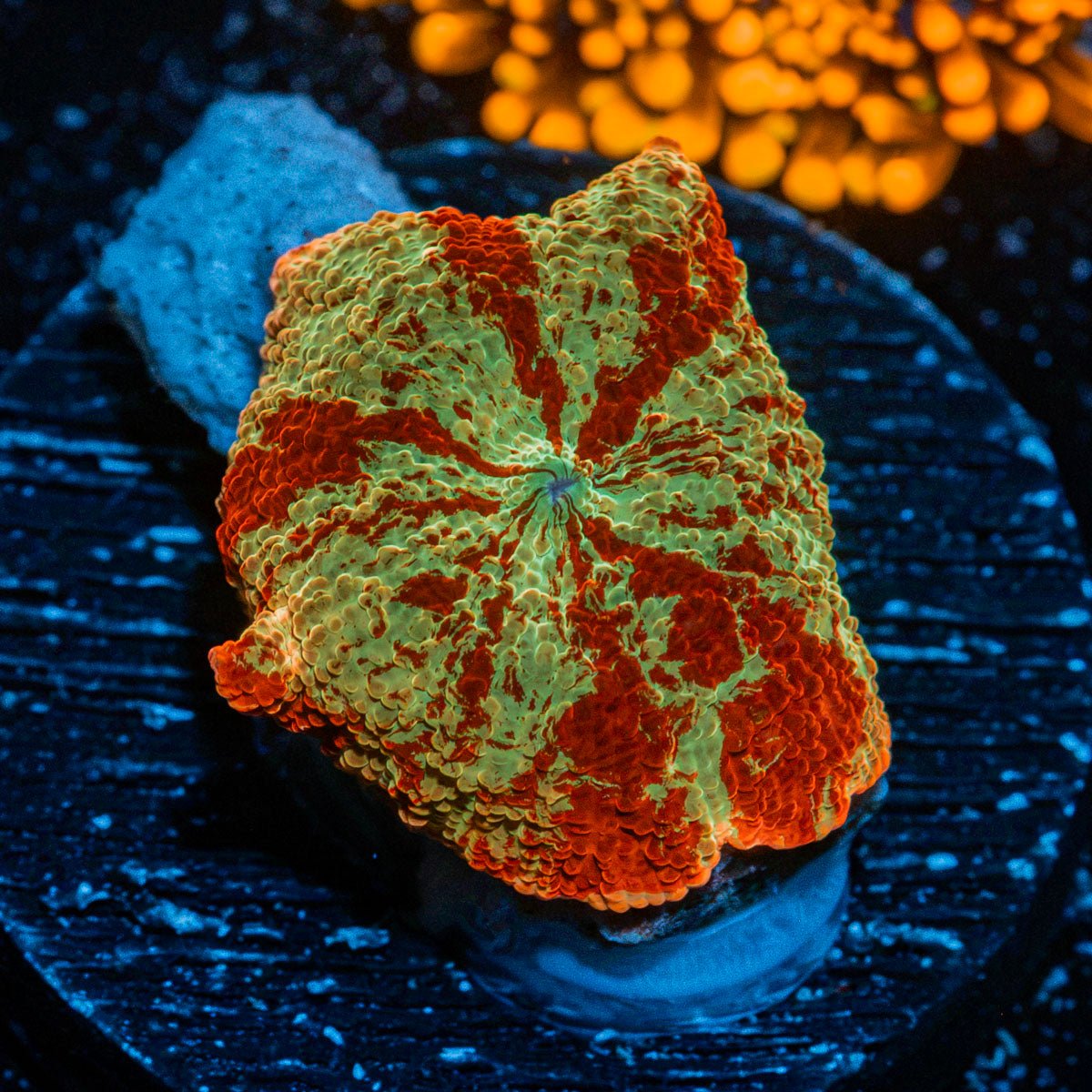 Ultimate Jawbreaker Mushroom Coral with distinctive mushroom disc in reef aquarium