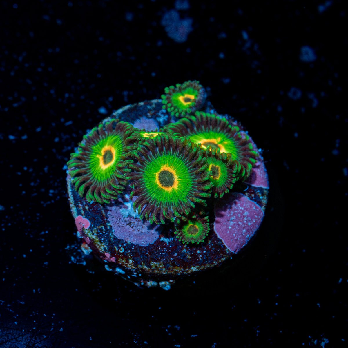 Ultimate Rasta Zoanthid Coral colony growth in reef aquarium