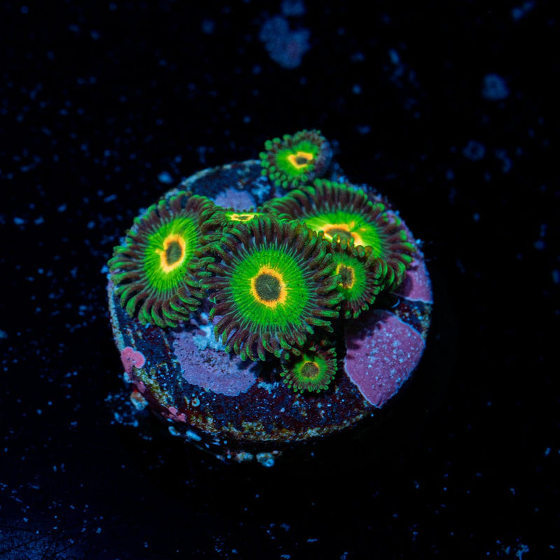 Ultimate Rasta Zoanthid Coral colony growth in reef aquarium