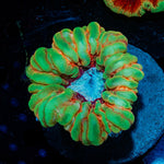 Ultra Cyniarnia Coral with fleshy open polyp in reef aquarium