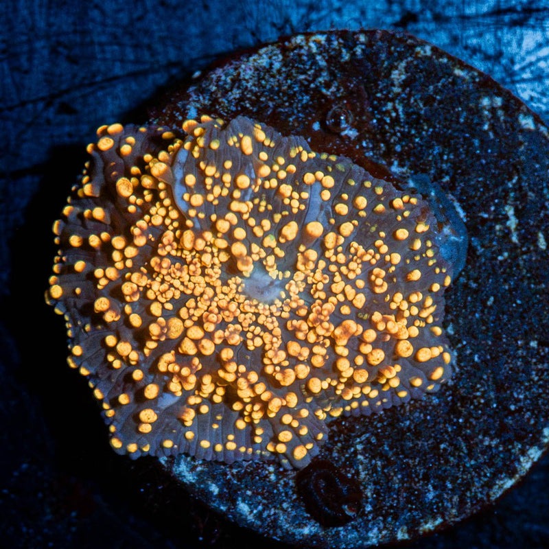 Ultra Interstellar Mushroom Coral