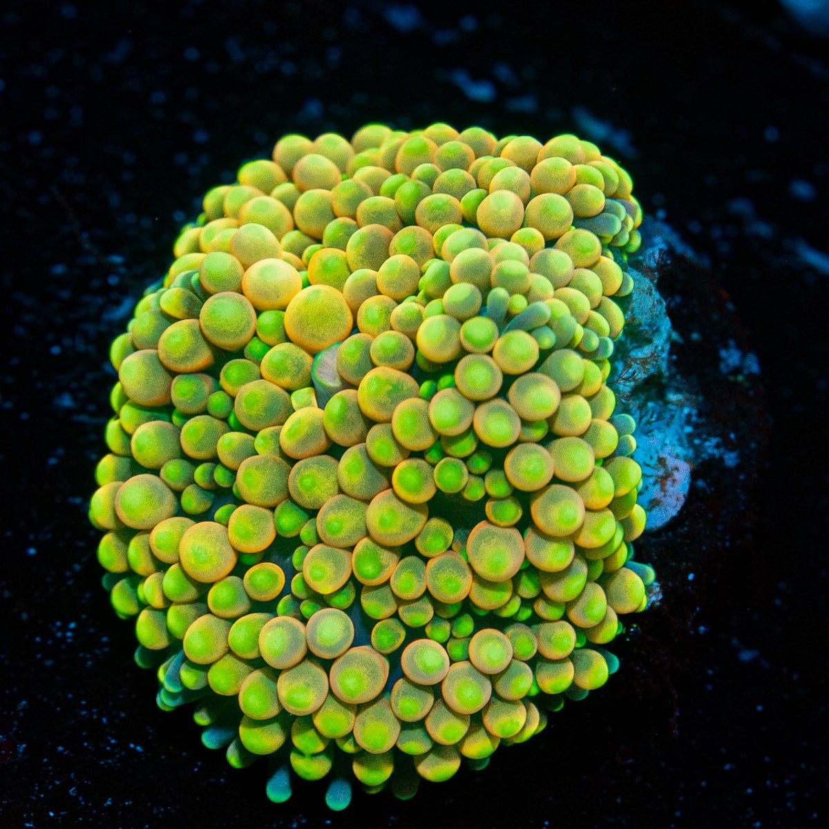 Ultra Ricordea Mushroom with colorful mushroom disc in reef aquarium