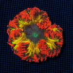 Ultra Rock Flower Anemome