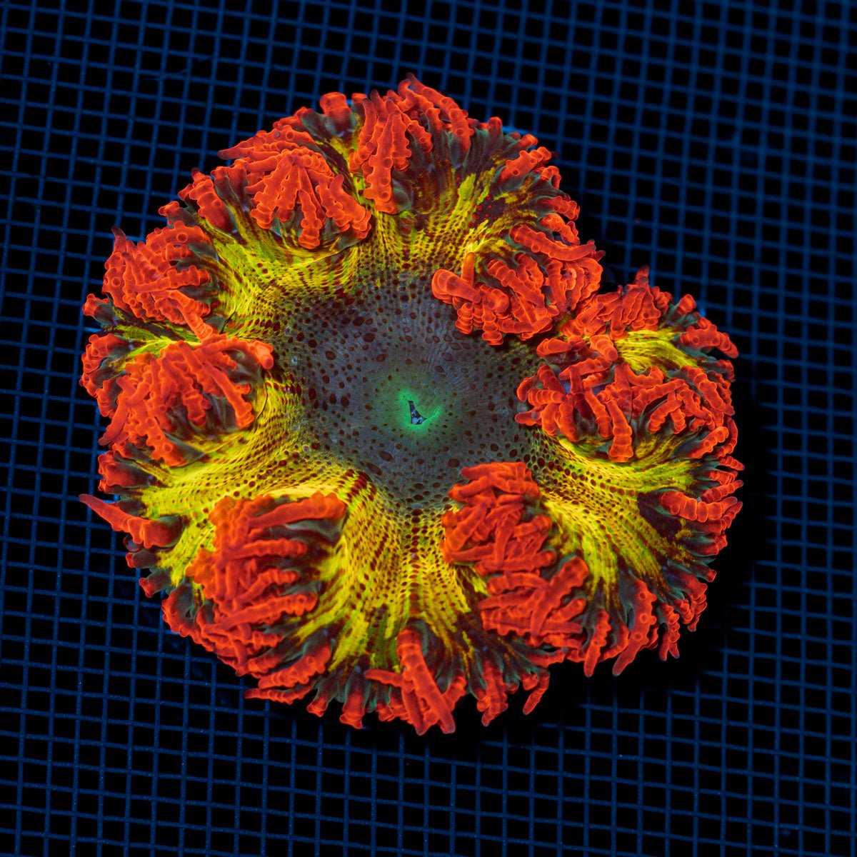 Ultra Rock Flower Anemome