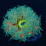 Ultra Rock Flower Anemome