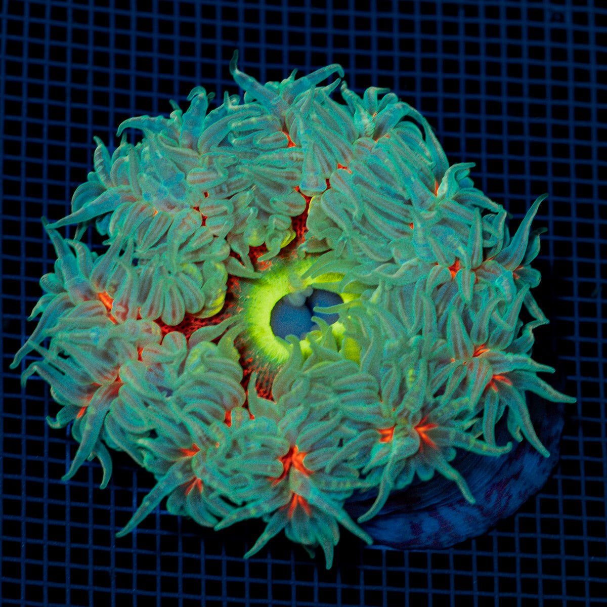 Ultra Rock Flower Anemome