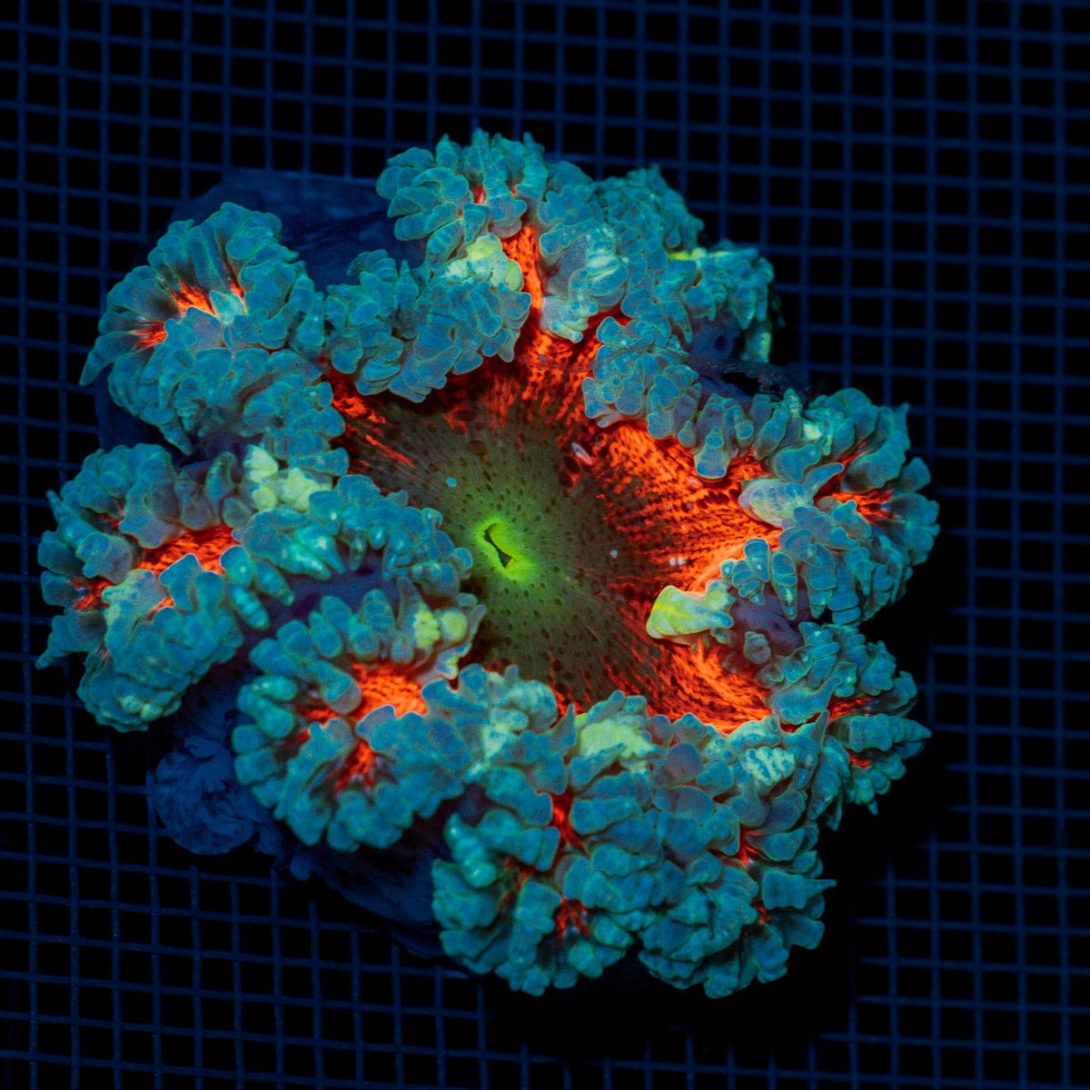 Ultra Rock Flower Anemome