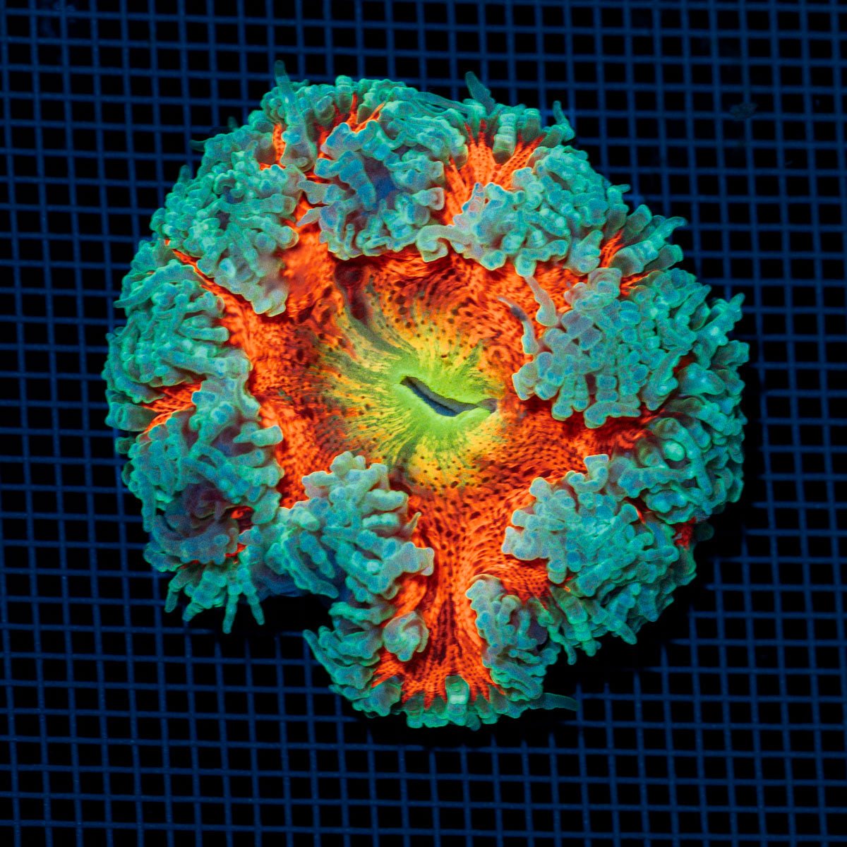 Ultra Rock Flower Anemome