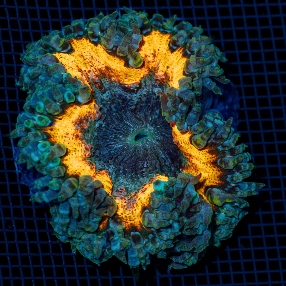 Ultra Rock Flower Anemome