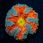 Ultra Rock Flower Anemome