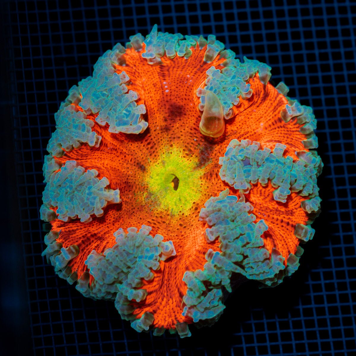Ultra Rock Flower Anemome