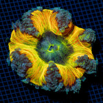 Ultra Rock Flower Anemome