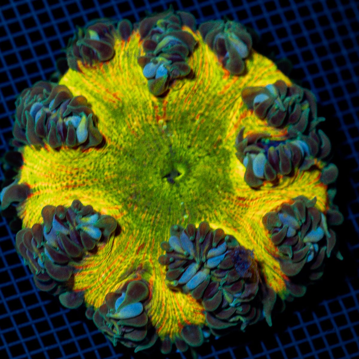 Ultra Rock Flower Anemome
