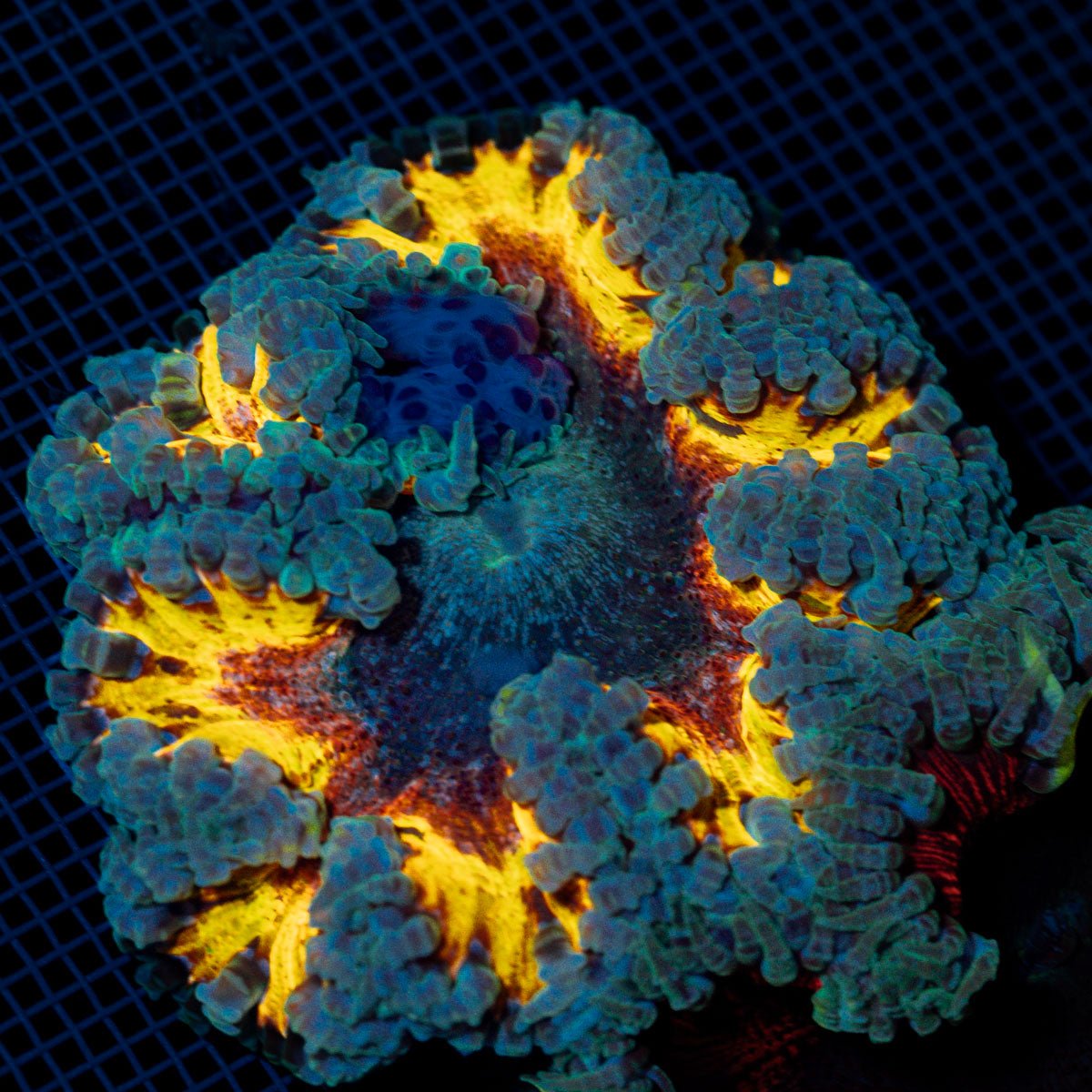Ultra Rock Flower Anemome