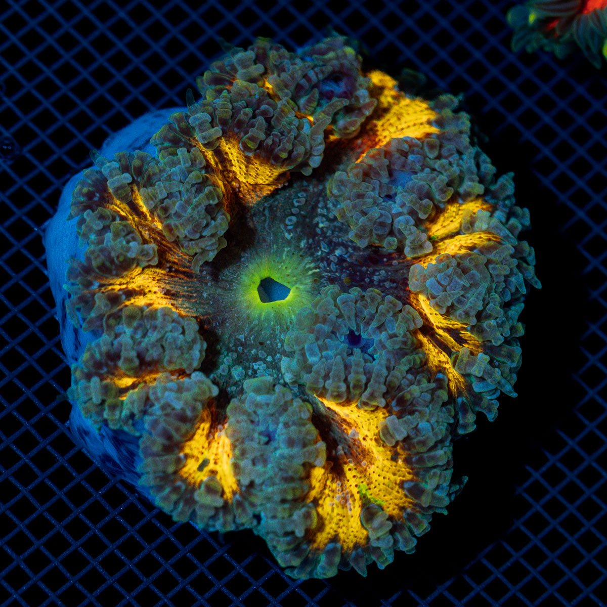 Ultra Rock Flower Anemome