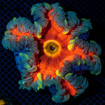 Ultra Rock Flower Anemome