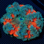 Ultra Rock Flower Anemome