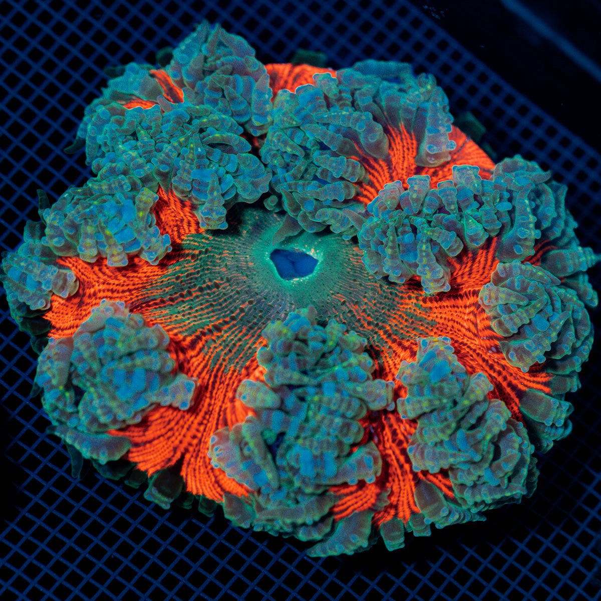 Ultra Rock Flower Anemome