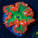 Ultra Rock Flower Anemome