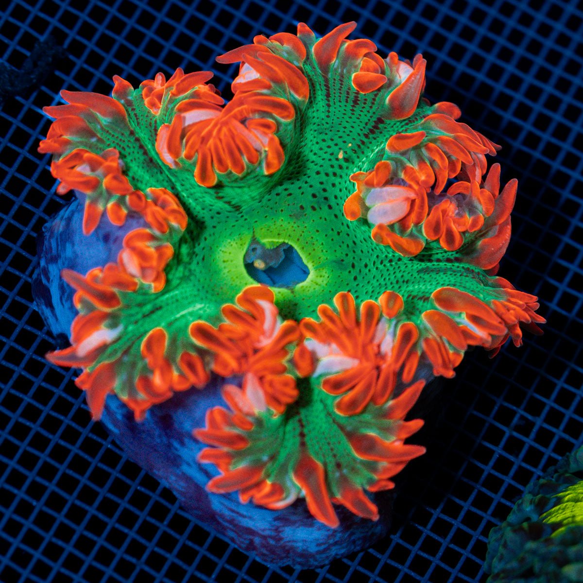 Ultra Rock Flower Anemome