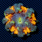 Ultra Rock Flower Anemome