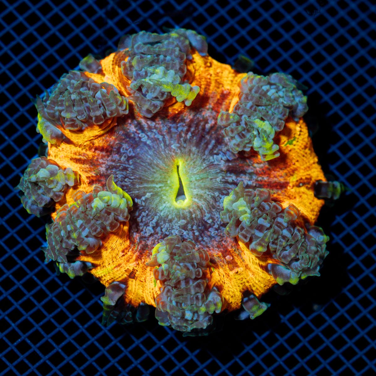 Ultra Rock Flower Anemome